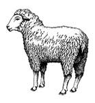 cult of the lamb green eye symbol